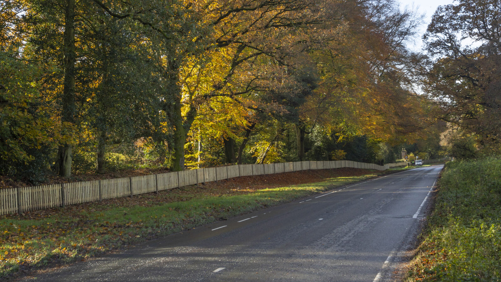 Newly built timber paling fence running alongside a tree-lined road in autumn