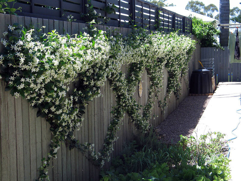 Timber paling fence covered in flowering jasmine in a suburban backyard