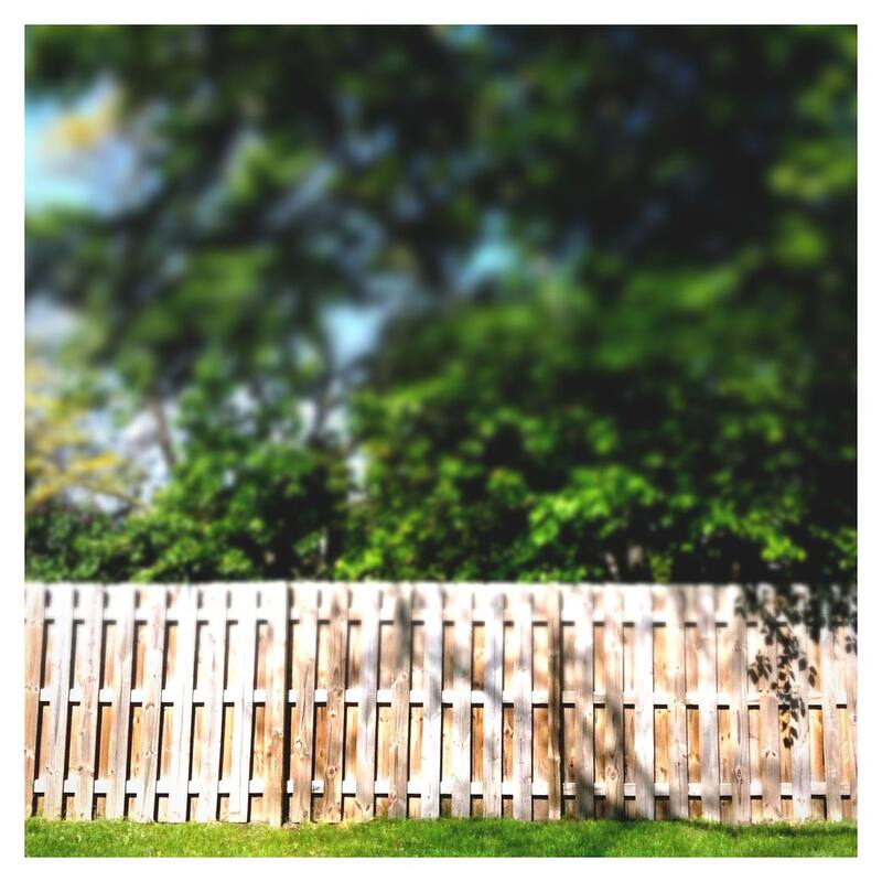 Plain pine paling privacy fence with lawn and trees behind